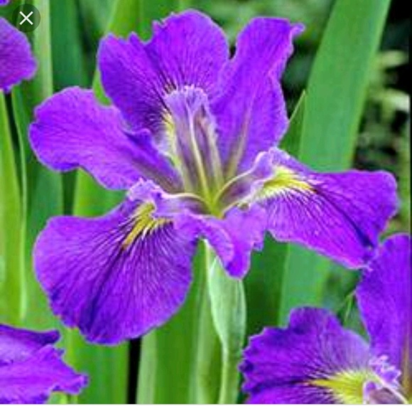 Meet your Posher, Iris - Picture 1 of 1